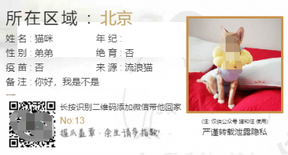 流浪猫流浪狗领养源码-颜夕资源网-第15张图片 流浪猫流浪狗领养源码-颜夕资源网-第15张图片