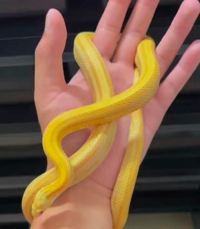 颜夕自繁宠物蛇出售-颜夕资源网-第27张图片