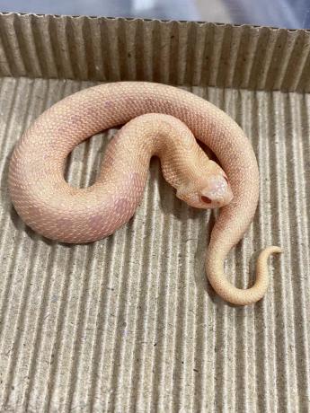 颜夕自繁宠物蛇出售-颜夕资源网-第24张图片