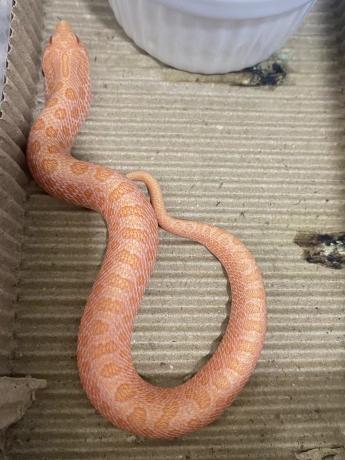 颜夕自繁宠物蛇出售-颜夕资源网-第26张图片