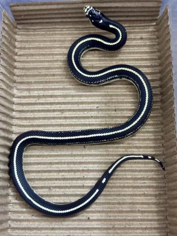 颜夕自繁宠物蛇出售-颜夕资源网-第19张图片