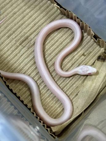 颜夕自繁宠物蛇出售-颜夕资源网-第17张图片