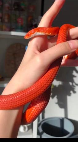 颜夕自繁宠物蛇出售-颜夕资源网-第28张图片