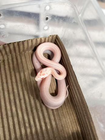 颜夕自繁宠物蛇出售-颜夕资源网-第21张图片