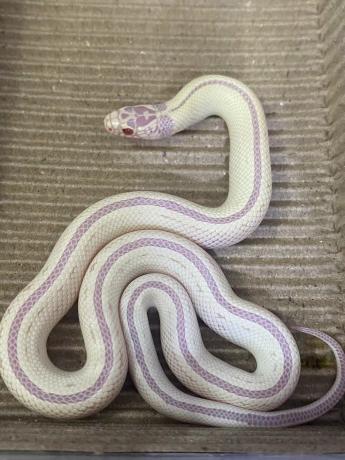 颜夕自繁宠物蛇出售-颜夕资源网-第25张图片