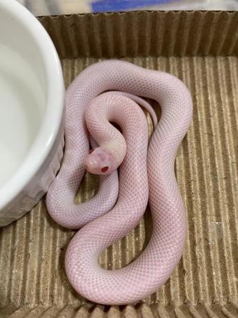 颜夕自繁宠物蛇出售-颜夕资源网-第23张图片