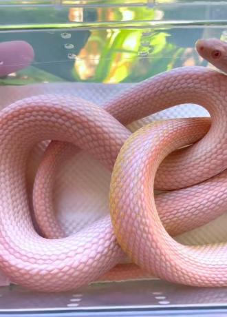 颜夕自繁宠物蛇出售-颜夕资源网-第20张图片