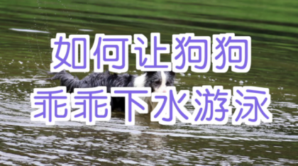 宠物训练-训狗教程Dog Training-颜夕资源网-第18张图片