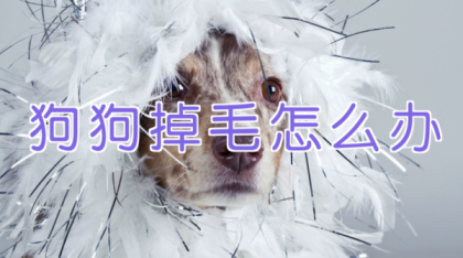 宠物训练-训狗教程Dog Training-颜夕资源网-第17张图片